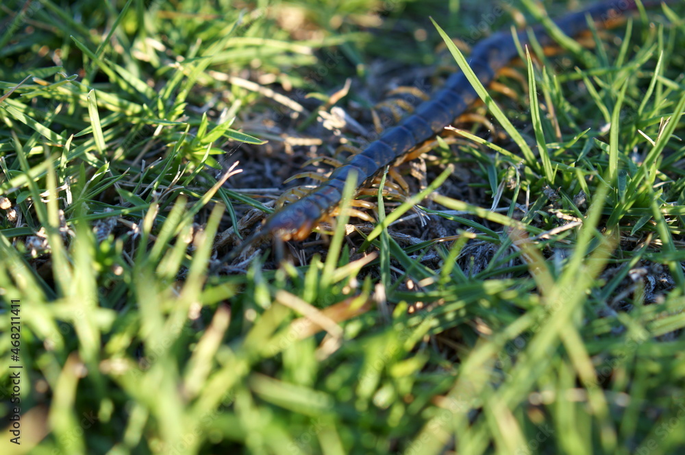 Centipede walking on the lawn	