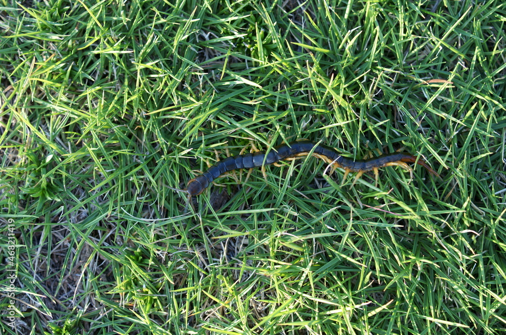 Fototapeta premium Centipede walking on the lawn 