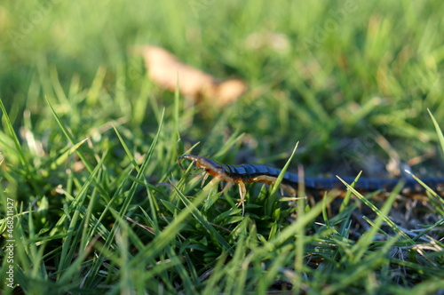 Centipede walking on the lawn 