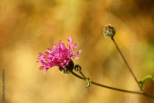 Delayed flowering thistle in autumn. photo