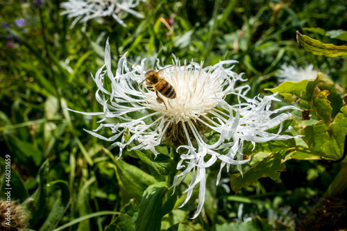 Closeup view of a bee pollinating a centaurea flower