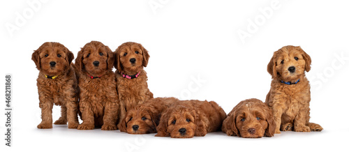 Row of seven adorable red 8 weeks young Cobberdog aka Labradoodle puppies, sitting and laying all beside each other. All looking towards camera. Isolated on a white background. photo