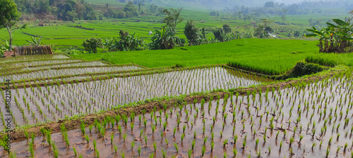 Background photo of terraced rice fields in the morning that has just been planted with rice