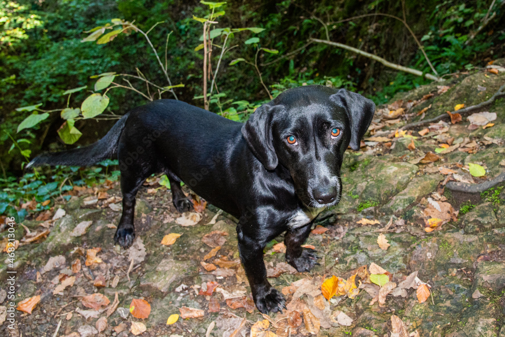 black dog in autmn forest
