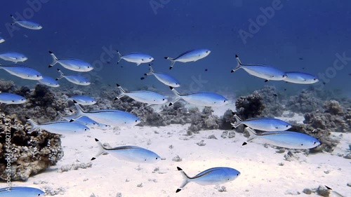 4k video footage of a school of Red Sea Fusiliers (Caesio suevica) in Egypt photo