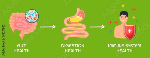 Gut - digestion - immune system health landscape poster.