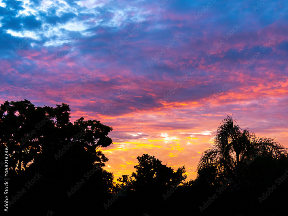 Colorful magenta orange and yellow sunrise with trees in foreground over southwest Florida USA