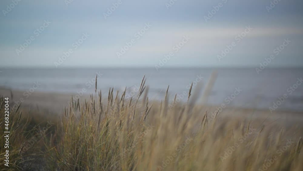 Beach grass on a calm evening Beach grass on a calm evening