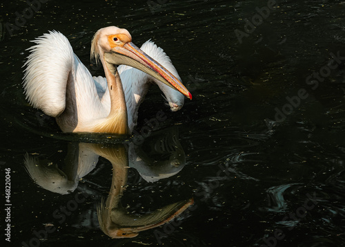 A pink pelican with wings up photo