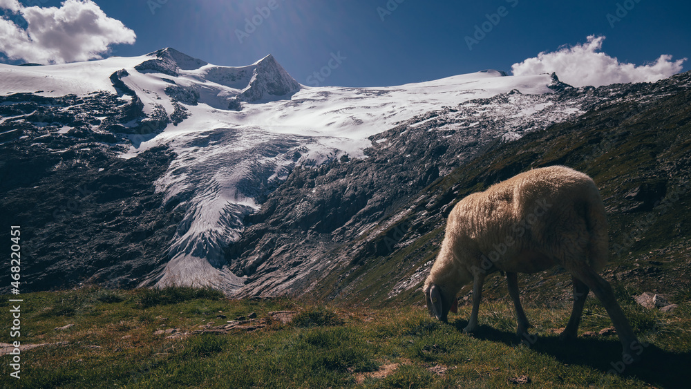 Grossvenediger glacier with cute sheep