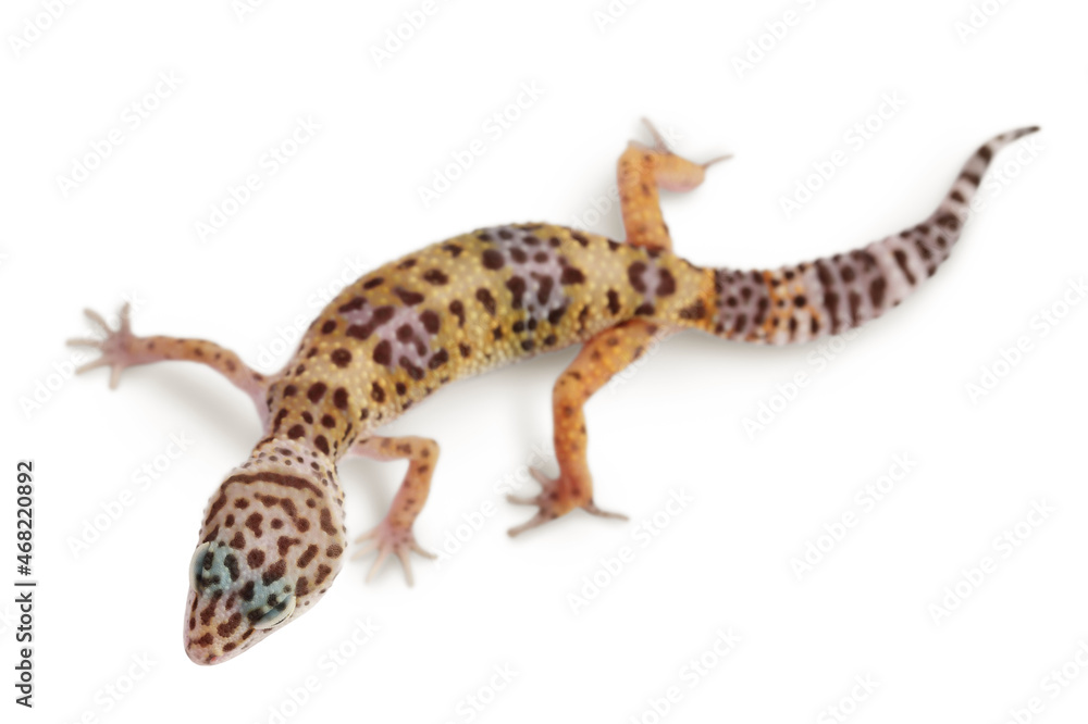 Naklejka premium Leopard gecko or Eublepharis macularius isolated on white background with clipping path and full depth of field. Top view. Flat lay