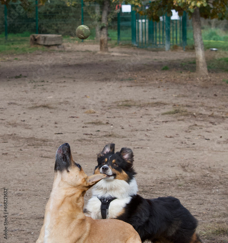 Gorgeous young Malinoise dog in extension on her hind legs getting ready to catch a ball. on her side a border collie dog. photo