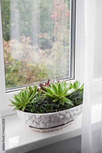 Potted Echeveria and Haworthia plants on the windowsill in the room