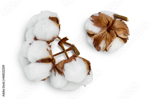 Cotton plant flower isolated on white background with clipping path and full depth of field. Top view. Flat lay