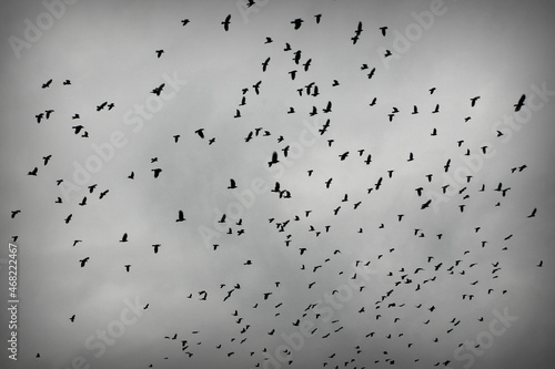 a flock of crows taking off from a tree. black and white photo. Black plumage birds dark silhouettes isolated on the light background. Harbingers of war, plague and death omens