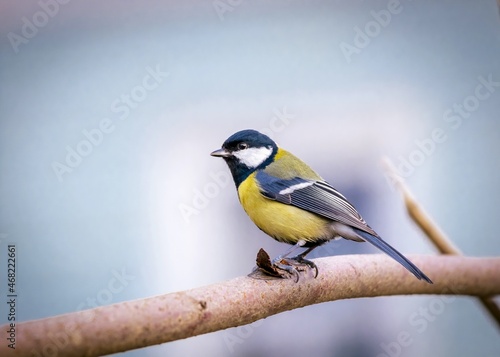 Portrait of a great tit on a branch close-up.