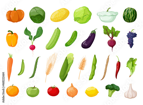 Vector detailed vegetables and fruits. Food illustrations in modern style.