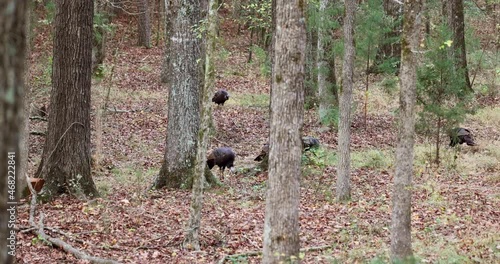 Flock of Wild Turkeys foraging in the woods of North Carolina in the Autumn photo