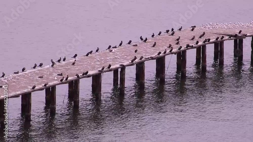 seagulls on the pier