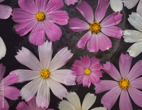 background of beautiful daisies floating in water close-up