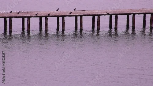 seagulls and other birds on the pier