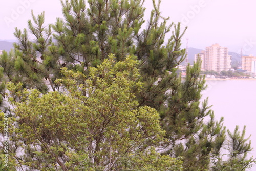 lavender flowers in the region