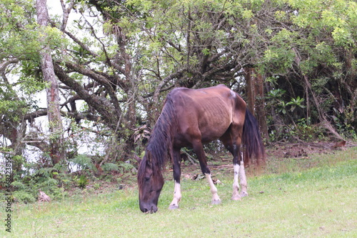 horse in the field