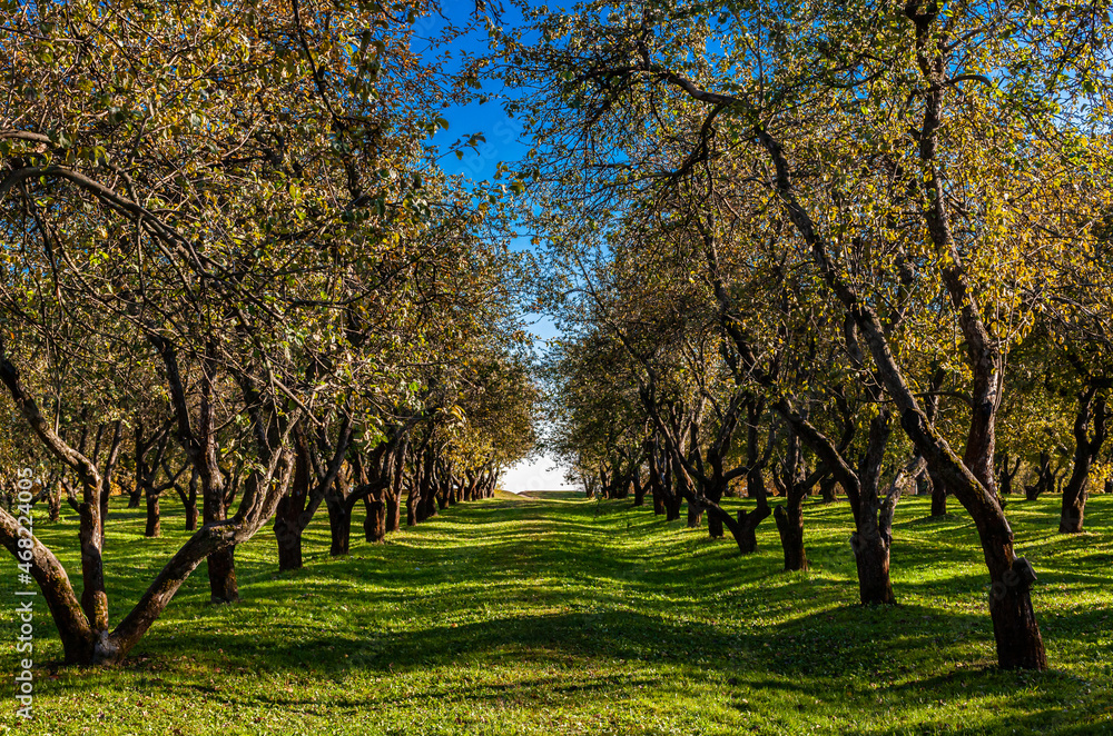 Fototapeta premium bare apple tree standing in autumn park