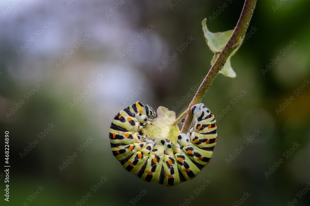 cute colorful green caterpillar