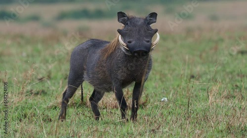 Common Warthog - Phacochoerus africanus  wild member of pig family Suidae found in grassland, savanna, and woodland, warthog pig in savannah in Africa. Eating in green savannah in Masai Mara. photo