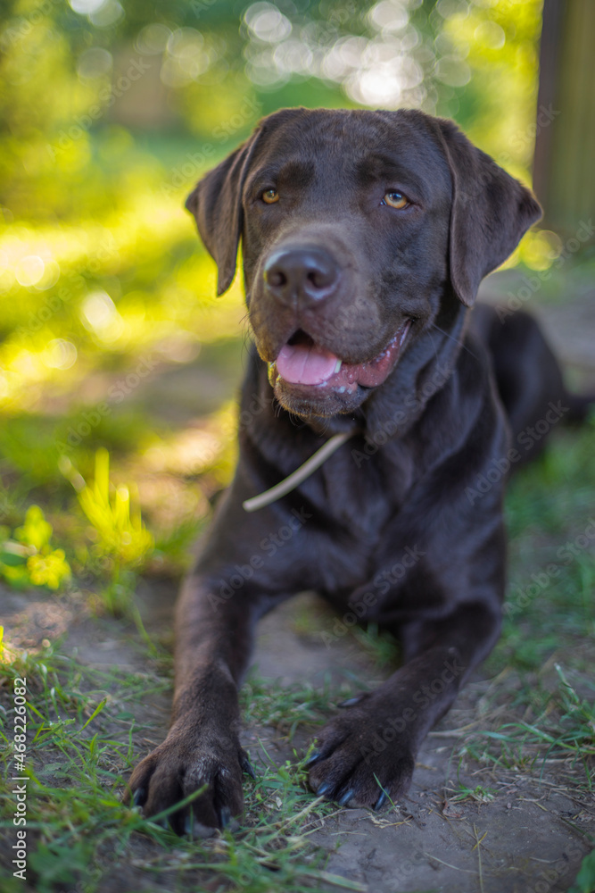 chocolate labrador walks in nature.