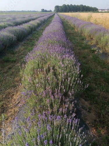 campo di lavanda