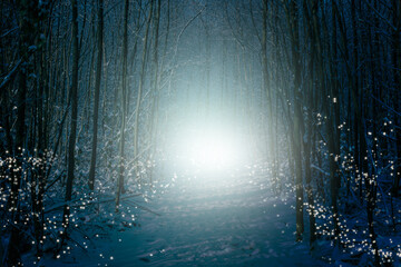 Enchanted winter forest with snow, shimmering star lights and mysterious fog.