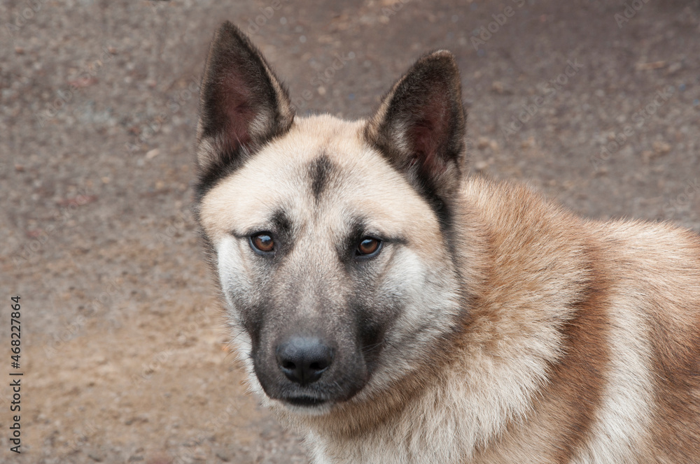 german shepherd dog on gray background. hound on natural texture. beige animal close-up. dog breeding concept german shepherd dog on gray background. hound on natural texture. beige animal close-up. dog breeding concept