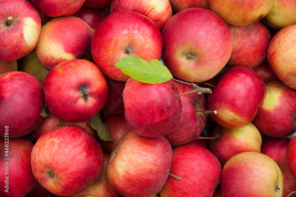 juicy apples in a box. gardening concept. a lot of red fruits. illustration of a good harvest juicy apples in a box. gardening concept. a lot of red fruits. illustration of a good harvest