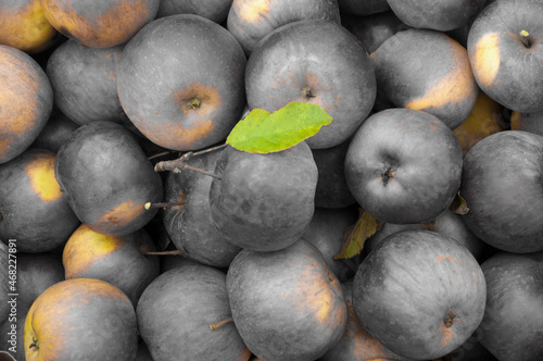 black apples in a box. gardening concept. a lot of spoiled fruits.