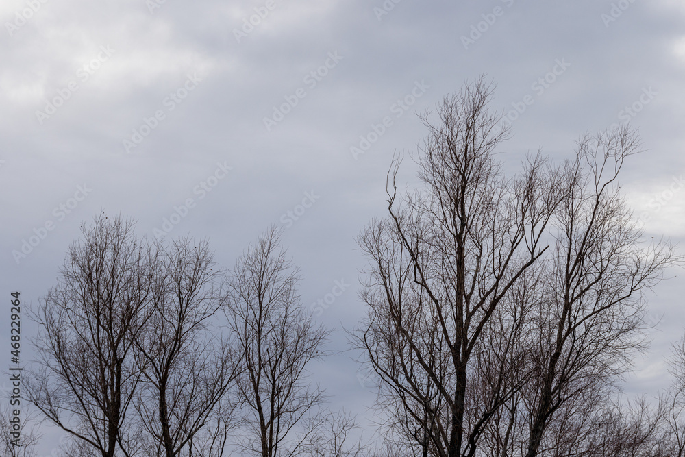 Crowns of trees against the background of the cloudy autumn cold sky. Crowns of trees against the background of the cloudy autumn cold sky.