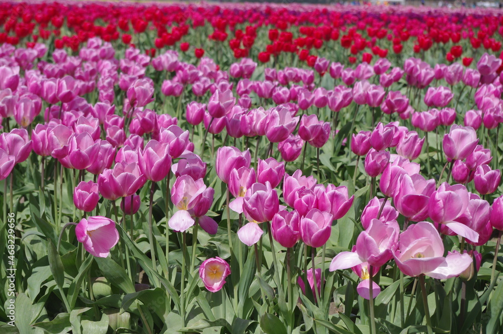 Tulips in spring