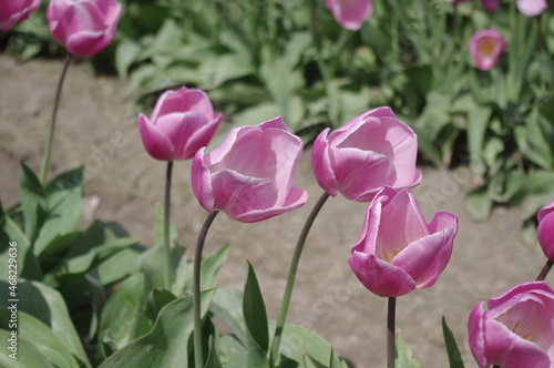 Fototapeta Naklejka Na Ścianę i Meble -  Tulips in spring