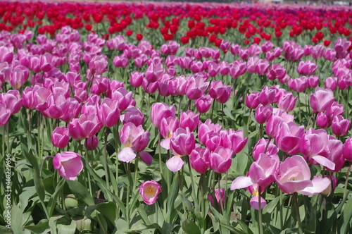 Tulips in spring