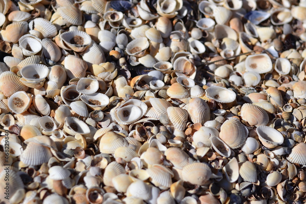 Small seashells on the beach. Shellfish shells. One of the types of beaches. Rest at the sea.