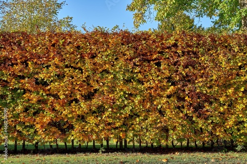 Hornbeam hedge in autumn (Carpinus betulus)
