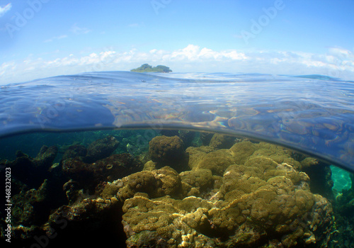 underwater scene , caribbean sea , Curacao