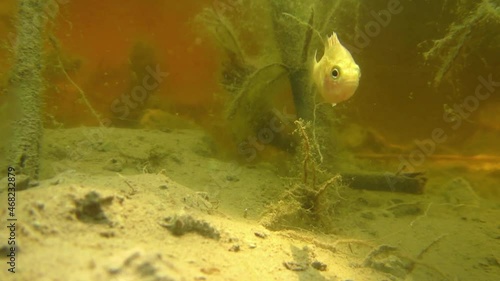 Aktive Fische im See
