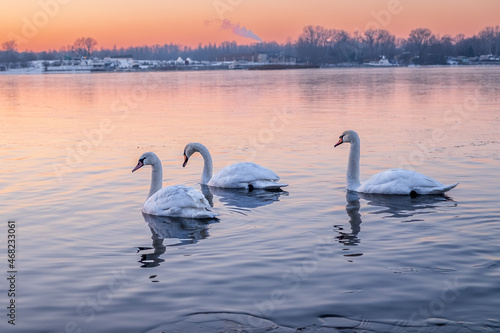 swans on the river winter morning