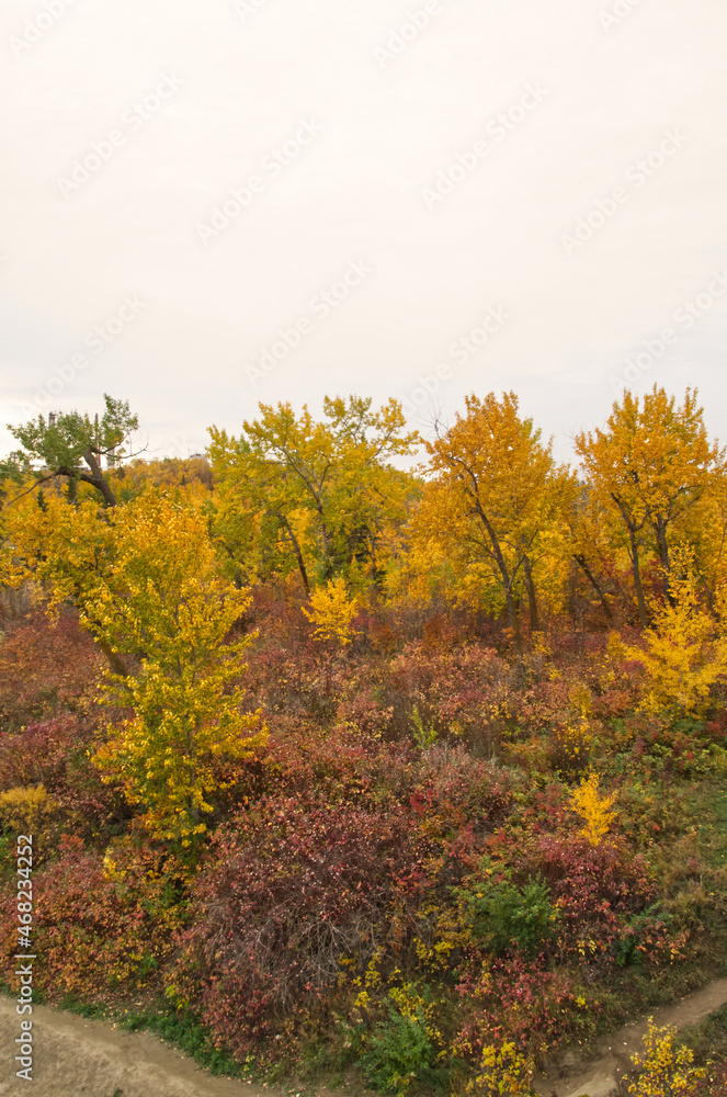 An Autumn Forest on a Cloudy Day