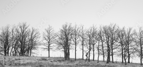 Bare tree trunks against the background of a clear sky. Black and white image