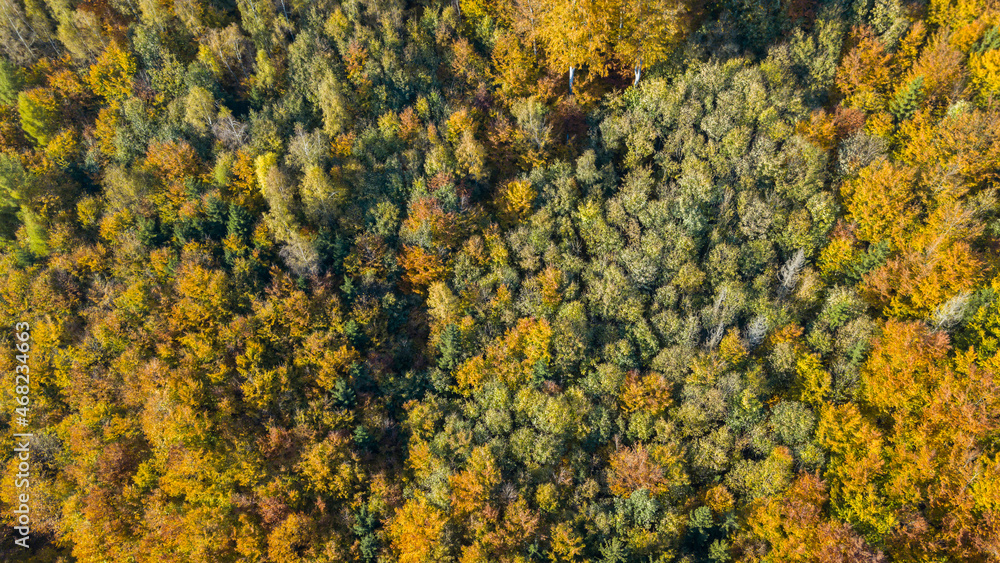 Naklejka premium Aerial top down view of autumn forest with green and yellow trees. Mixed deciduous and coniferous forest. Autumn forest from above. Colorful forest aerial view. 