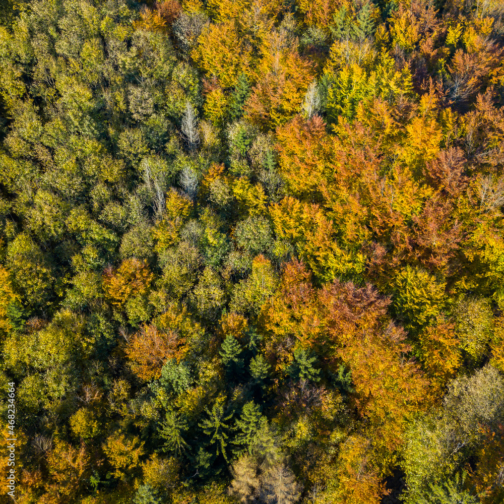 Aerial top down view of autumn forest with green and yellow trees. Mixed deciduous and coniferous forest. Autumn forest from above. Colorful forest aerial view. Aerial top down view of autumn forest with green and yellow trees. Mixed deciduous and coniferous forest. Autumn forest from above. Colorful forest aerial view.