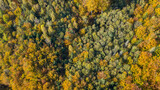 Aerial top down view of autumn forest with green and yellow trees. Mixed deciduous and coniferous forest. Autumn forest from above. Colorful forest aerial view. 